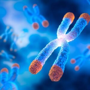 Youth Index (Telomere Length Test)