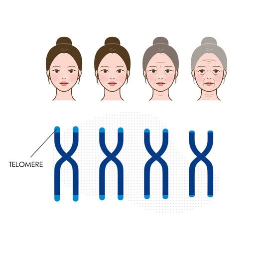 TELOMERELENGTH
